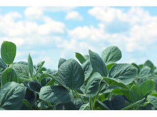 Farmland in Fulton & Marshall Counties, Indiana - LAND AUCTION - 541.3+/- ACRES IN 9 TRACTS IN FULTON & MARSHALL COUNTIES, INDIANA